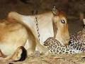 बिबट व गायीची अनोखी मैत्री - Marathi News | The strange friendship of the leopard and cows | Latest nagpur News at Lokmat.com