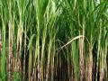 उसाच्या ‘एफआरपी’मध्ये वाढ - Marathi News | Increase in sugarcane 'FRP' | Latest maharashtra News at Lokmat.com