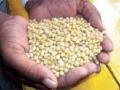 महाबीजच्या जुन्या बियाण्यास अनुदान नाकारले! - Marathi News | Mahabiya old seeds rejected the subsidy! | Latest maharashtra News at Lokmat.com