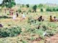 पुसद तालुक्यात भुईमूग काढणीला वेग - Marathi News | Speed ​​of groundnut harvesting in Pusad taluka | Latest yavatmal News at Lokmat.com
