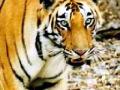ब्रम्हपुरी तालुक्यात वाघांच्या संख्येत वाढ - Marathi News | Increase in number of tigers in Bramhpuri taluka | Latest chandrapur News at Lokmat.com