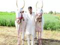 या आहेत तुकोबा पालखी सोहळ्यातील मानाच्या बैलजोड्या - Marathi News | These are the Maneki bullocks in Tikoba Palakki Sohal | Latest maharashtra News at Lokmat.com