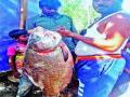 नीरा डावा कालव्यात २० किलोचा मासा - Marathi News | 20 kg fish in the lower left canal | Latest pune News at Lokmat.com