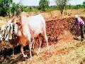 बारामती तालुक्यात खरिपाची तयारी पूर्ण - Marathi News | Preparation of Kharif is complete in Baramati taluka | Latest pune News at Lokmat.com