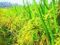 चिनी भातशेतीला दहा हजार वर्षांचा इतिहास - Marathi News | Ten thousand years of history of Chinese paddy | Latest international News at Lokmat.com
