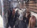 गुरे घेऊन जाणारा ट्रक सोडून चालक फरार - Marathi News | The driver absconding with the cattle remains absconding | Latest dhule News at Lokmat.com