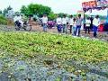 पाचशे किलो आंबे फेकले रस्त्यावर - Marathi News | Fifty-five kg of mangoes are thrown on the road | Latest nashik News at Lokmat.com