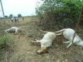 विजेच्या धक्क्याने ९ बैल ठार - Marathi News | Electricity killed 9 bulls | Latest nagpur News at Lokmat.com