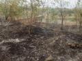 पर्यावरण दिनी वनविभागाच्या रोप वाटिकेला आग - Marathi News | A fire in the environment of the forest area | Latest parabhani News at Lokmat.com