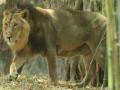 प्राणिसंग्रहालयात मानधनावर सहा पदे - Marathi News | At the zoos are six positions | Latest maharashtra News at Lokmat.com