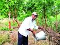 झाडं जगविण्यासाठी धडपड - Marathi News | The struggle for living trees | Latest maharashtra News at Lokmat.com