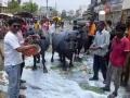 म्हशींना दुग्धाभिषेक व जनावरांना खाऊ घातला भाजीपाला - Marathi News | Bhajipala food for milk buffaloes and food for animals | Latest buldhana News at Lokmat.com