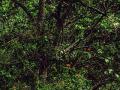 भीमाशंकर अभयारण्य उजळले काजव्यांनी...! - Marathi News | Bhimashankar sanctuary shines brightly ...! | Latest maharashtra News at Lokmat.com