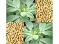 मऊसूत केस आणि सुंदर त्वचेसाठी मेथीचा रस आणि लेप लावा. - Marathi News | Apply fenugreek juice and coating for hair and beautiful skin. | Latest fashion News at Lokmat.com