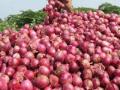 कांदा निर्यात प्रोत्साहन योजनेला 30 जूनपर्यंत मुदतवाढ - Marathi News | Extension of onion export promotion scheme till June 30 | Latest maharashtra News at Lokmat.com
