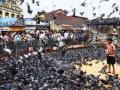 दादरमधील कबुतरखाना बंद करण्याची मनसेची मागणी - Marathi News | MADA demands to stop Dadar's dungeon | Latest maharashtra News at Lokmat.com