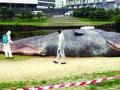 उद्यानात आला कोठून ४० फुटांचा मासा? - Marathi News | 40ft fish in the park? | Latest international News at Lokmat.com