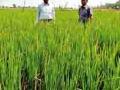 उन्हाळी धान पिकाला लोंबच नाही - Marathi News | Summer paddy does not hang in the crop | Latest chandrapur News at Lokmat.com