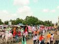 ५१ बैलगाड्यांतून वऱ्हाड निघाले लग्नाला...! - Marathi News | 51 ballguns left for Varhad marriage ...! | Latest maharashtra News at Lokmat.com