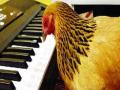 पियानो वाजवणाऱ्या कोंबडीने मिळवली वाहवा - Marathi News | Praise the piano playing with the chickens | Latest international News at Lokmat.com