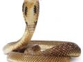 वन्यजीव कायद्यातून सापाला वगळा - Marathi News | Skip the snake from the Wildlife Act | Latest maharashtra News at Lokmat.com