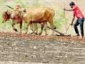 मृगाच्या पावसाने पेरणी सुरू - Marathi News | Sowing begins with the rains | Latest yavatmal News at Lokmat.com