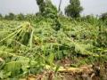 वादळी पावसामुळे केळीचे नुकसान - Marathi News | Banana loss due to windy rain | Latest jalgaon News at Lokmat.com