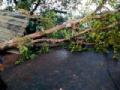 वादळवाऱ्याने कोसळले वृक्ष : - Marathi News | Stormy Tree: | Latest gondia News at Lokmat.com