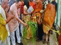 गोहत्याबंदीचा कायदा आणू - सुब्रह्मण्यम स्वामी - Marathi News | To bring law for cow slaughter - Subrahmanyam Swami | Latest maharashtra News at Lokmat.com