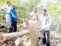 सागवान चोरांची टोळी जेरबंद - Marathi News | The gang of thieves burglar jerband | Latest vardha News at Lokmat.com