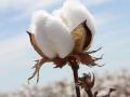 देशातील पहिला बीजी-२ देशी कापूस आला! - Marathi News | Country's first BG-2 cotton came! | Latest maharashtra News at Lokmat.com