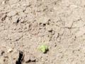 शेतकऱ्यांवर दुबार पेरणीचे सावट - Marathi News | Due to the sowing of the farmers | Latest vardha News at Lokmat.com