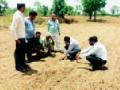 आता बोगस बियाण्यांचा विळखा - Marathi News | Now check the bogass seeds | Latest yavatmal News at Lokmat.com