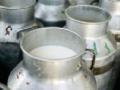 दूध संघ केवळ २०० लिटरचा! - Marathi News | Milk Union only 200 liters! | Latest yavatmal News at Lokmat.com