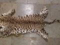 कुंभार्ली घाटात बिबट्याचे कातडे जप्त - Marathi News | The leopard's skin was seized in the Kumbharli Ghat | Latest kolhapur News at Lokmat.com