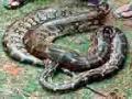 बिनाखीत आढळला ९ फुटांचा अजगर - Marathi News | 9-foot python found without finding it | Latest bhandara News at Lokmat.com