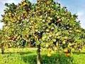 वृक्षलागवडीत फळझाडांवर भर आवश्यक - Marathi News | Tree trees need more emphasis on fruit trees | Latest chandrapur News at Lokmat.com