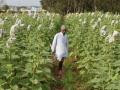 सहा जिल्ह्यांतील जमिनींची पुनर्मोजणी - Marathi News | Land reforms in six districts | Latest maharashtra News at Lokmat.com