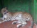 तारुखेडले गावात बिबट्या जेरबंद : निफाड तालुका - Marathi News | Leopard in Tarukhedale village: Dipad taluka | Latest nashik News at Lokmat.com