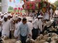 तुकोबांच्या रथाला वैशिष्ट्यपूर्ण मेंढ्यांचे रिंगण - Marathi News | Range of the typical goats of Tucobha | Latest maharashtra News at Lokmat.com