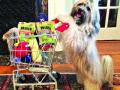 शॉपिंग करणारा श्वान - Marathi News | Shopping dog | Latest international News at Lokmat.com