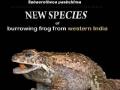 बेडकाच्या नव्या प्रजातीचा शोध, स्पेरोथिका पश्चिमा असे नामकरण - Marathi News | The discovery of new species of frogs, named as Sprothika West | Latest maharashtra News at Lokmat.com