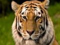 ‘नरभक्षक’ सोडून दुसराच वाघ मारल्यास खबरदार! - Marathi News | Beware if tigers leave the 'cannibal' | Latest maharashtra News at Lokmat.com