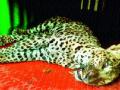 आजारी बिबट्याला घेतले ताब्यात - Marathi News | In the possession of a sick leopard | Latest nashik News at Lokmat.com