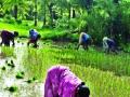 पहिल्या टप्प्यातील भात लावणी हंगामाला प्रारंभ - Marathi News | Start the first stage rice planting season | Latest thane News at Lokmat.com