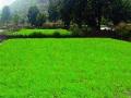 मावळ तालुक्यात भातलागवडी जोमात - Marathi News | Bhatlagavadi Jomat in Maval taluka | Latest pimpri-chinchwad News at Lokmat.com