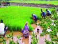 जिल्ह्यातील ४० टक्के भात लावण्या पूर्ण - Marathi News | Complete 40 percent rice application in the district | Latest raigad News at Lokmat.com
