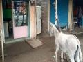 गाढव प्रेम नव्हे, गाढवाचे आरसाप्रेम... - Marathi News | Donkey love, but donkey's love ... | Latest jalgaon News at Lokmat.com