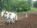 कोकणातील १ लाख ९४० शेतकऱ्यांना कर्जमाफी - Marathi News | 1 lakh 9 40 farmers of Konkan are in debt waiver | Latest maharashtra News at Lokmat.com