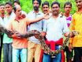 अजगराने गिळले भेकर - Marathi News | Dragon swallowed | Latest pune News at Lokmat.com